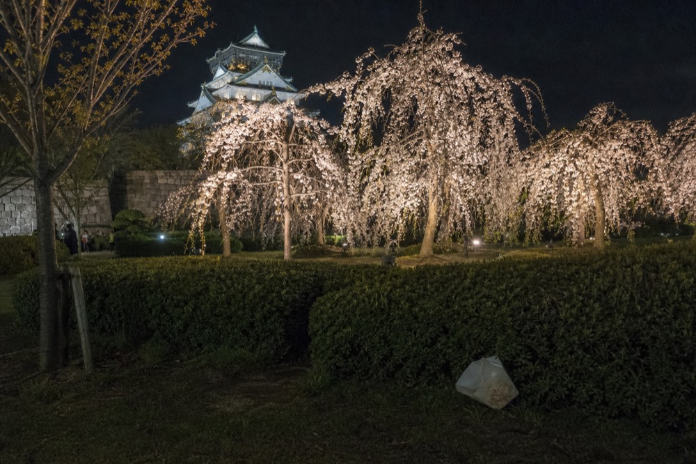 Cherry trees lit at night in the garden beside Osaka Castle