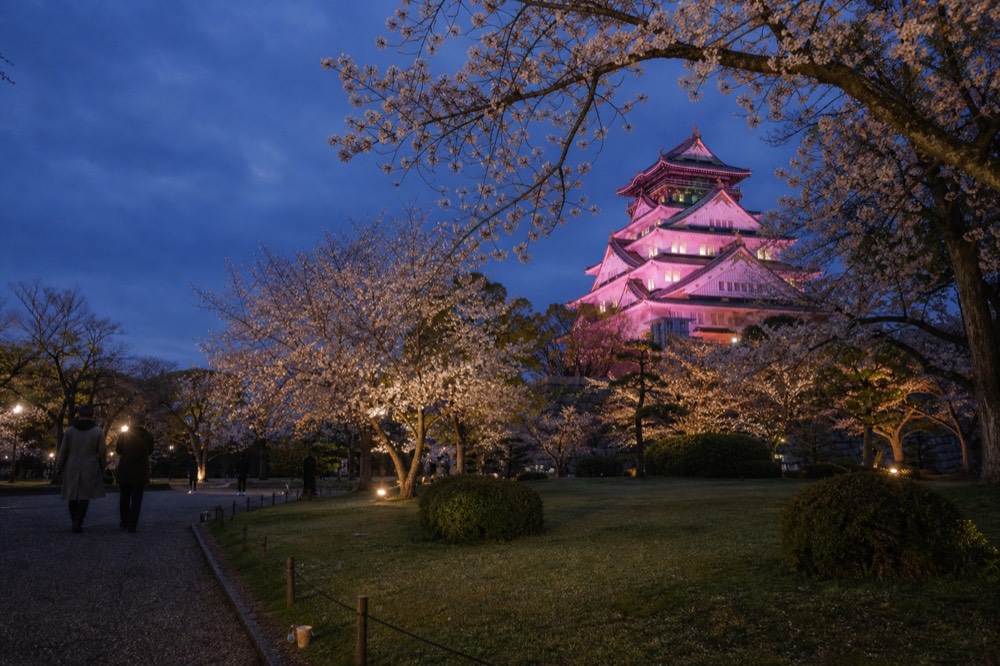 Cherry blossom branches framing the illuminated white tower above the garden lawn at dusk