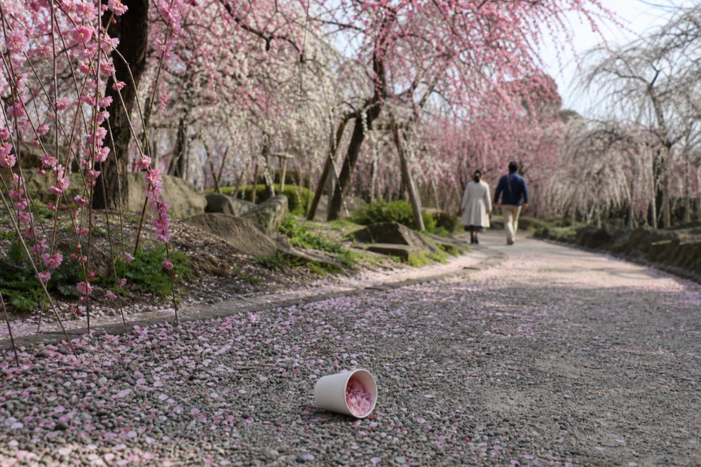 Plum Grove at Osaka Castle Park in bloom
