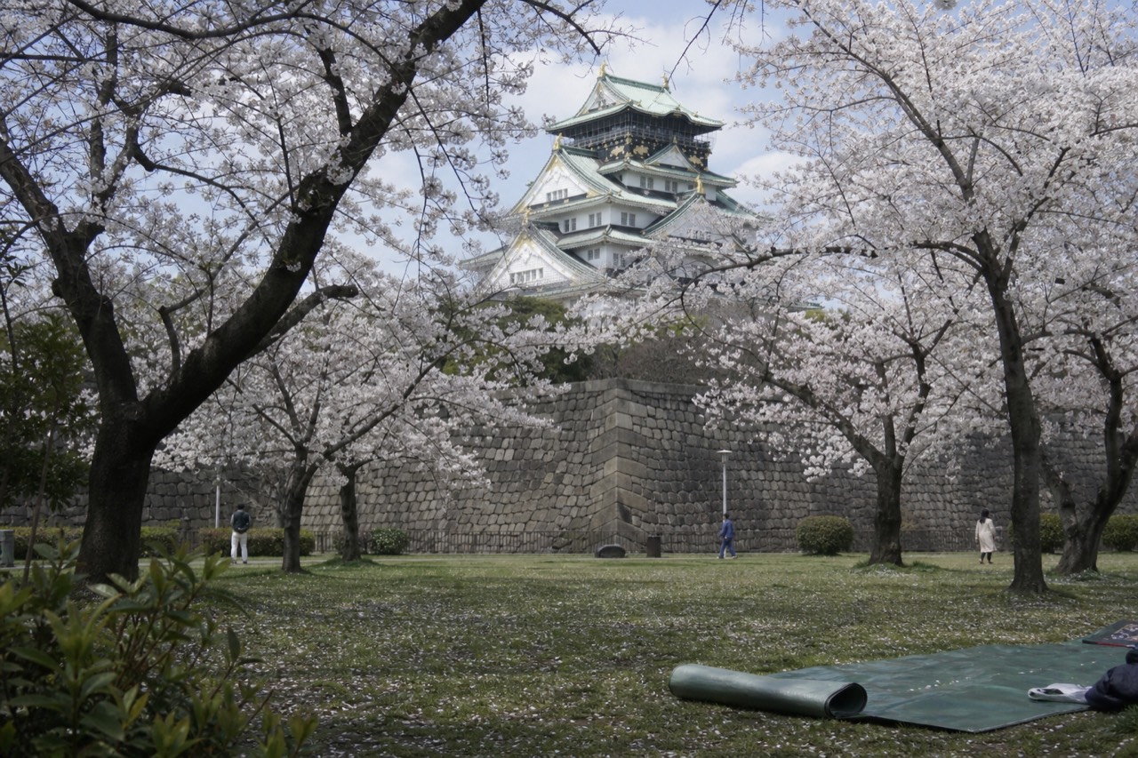 Cherry trees in bloom on a wide lawn with a white castle keep rising behind them