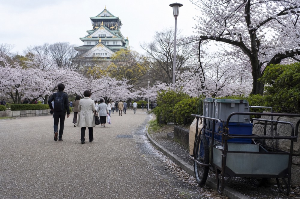 Osaka Castle Park path with cherry trees and visitors walking, showing moderate crowd density