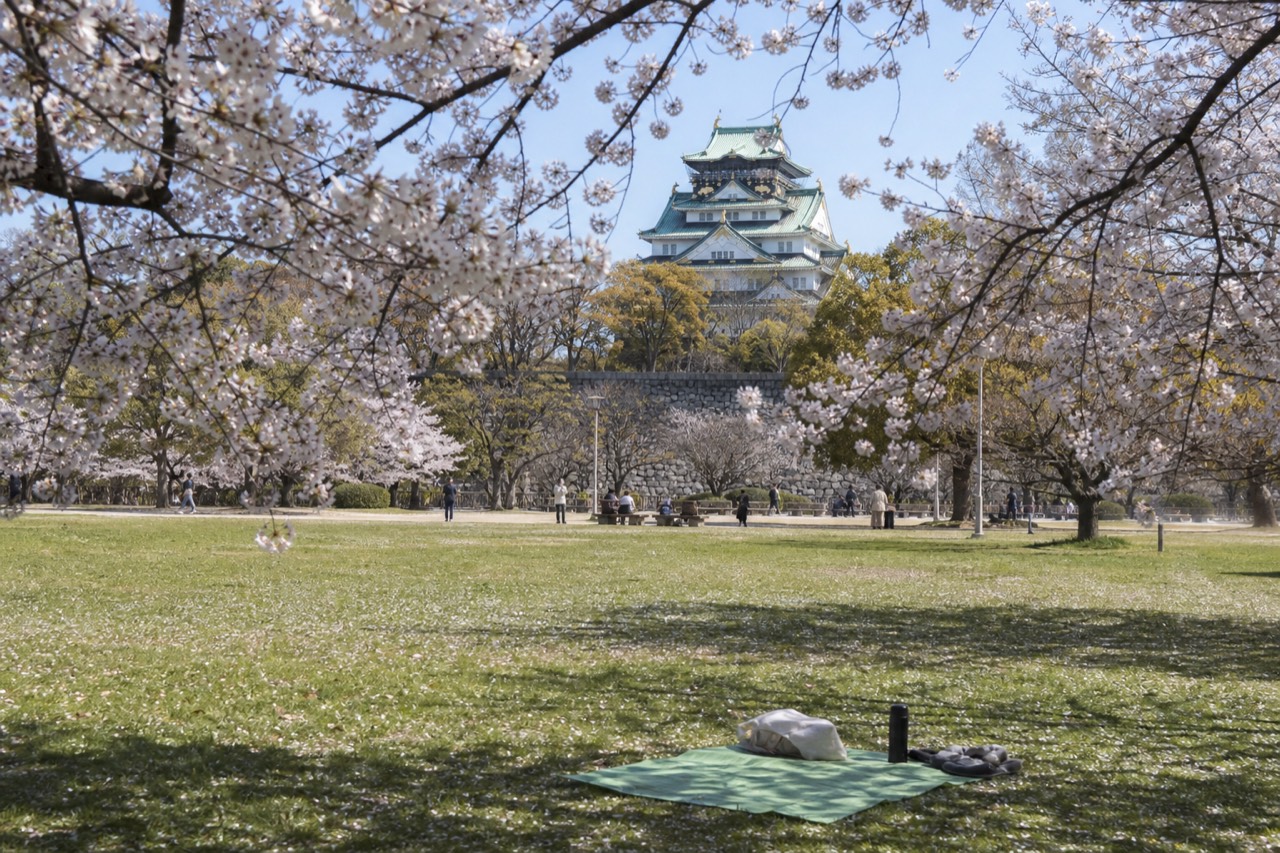 Cherry blossoms framing Osaka Castle Main Tower with Nishinomaru Garden lawn in foreground