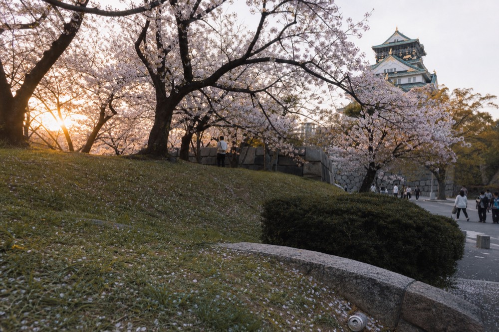 Cherry trees and the castle tower viewed from the Nishinomaru lawn